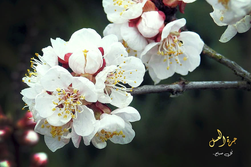 زهور الربيع