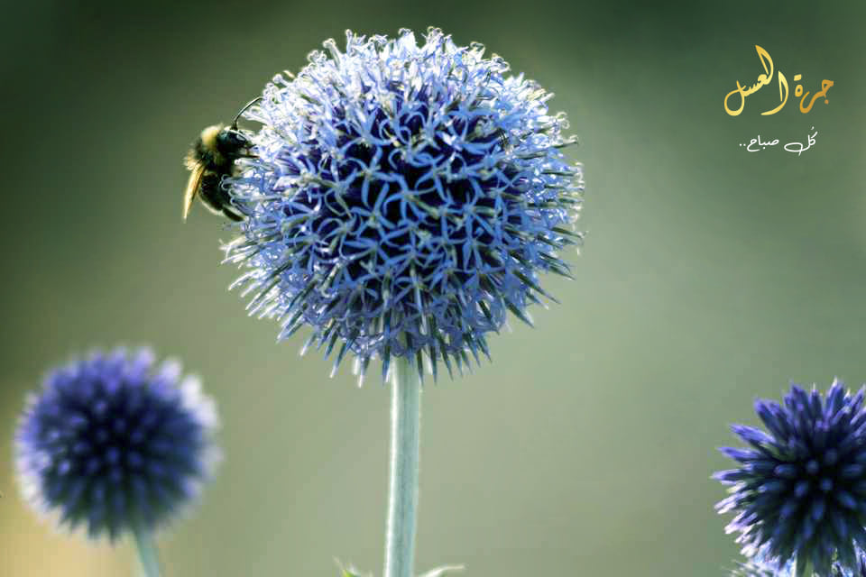 زهرة نبات الارث